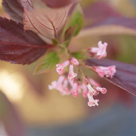 Red Balloon® Viburnum | Plant Addicts