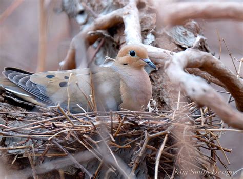 male female Mourning Dove – Good Morning Gloucester