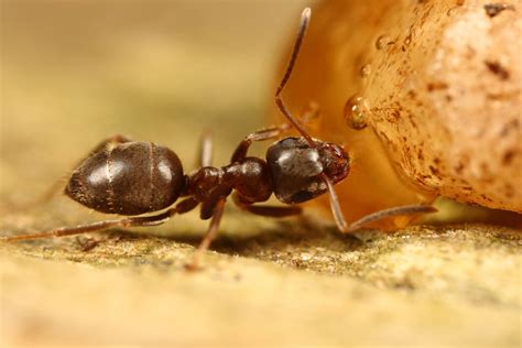 UK ANT - 3X life size by macrojunkie on deviantART