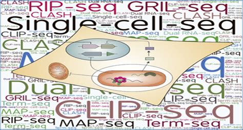 New RNA-seq approaches for the study of bacterial pathogens | RNA-Seq Blog