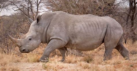 CROUERE: Republican RINO's Betray Grassroots Once Again