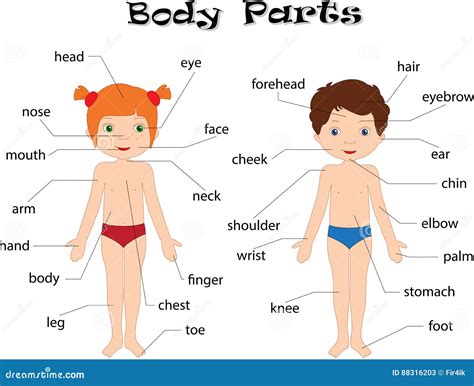 De Jongen En Het Meisje Unclothed Lichaamsdelen, Anatomie Vector