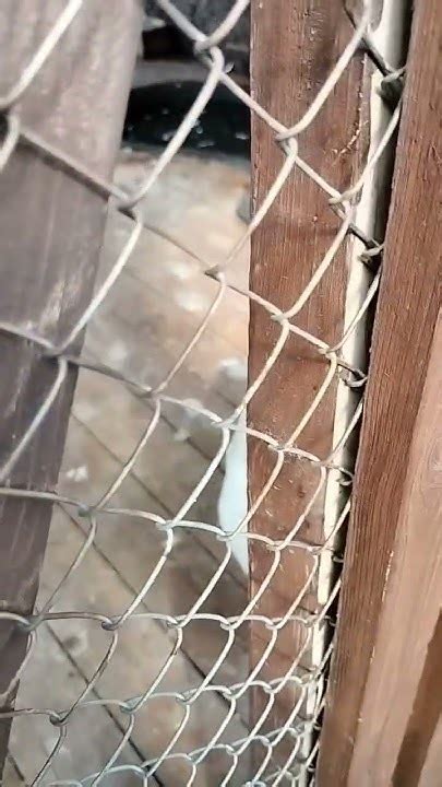 Красноярск часть 14 'парк САДЫ МЕЧТЫ часть 8' - YouTube