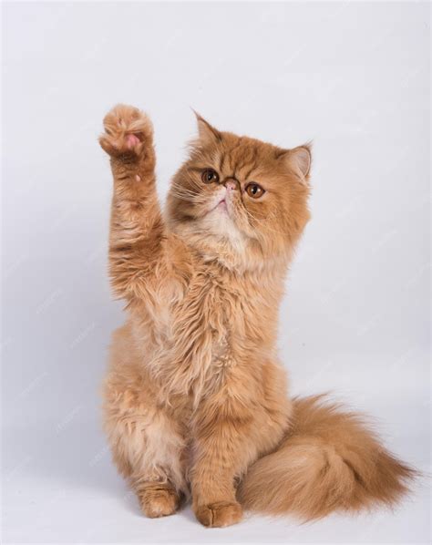 Premium Photo | Persian exotic longhair cat is on white background the