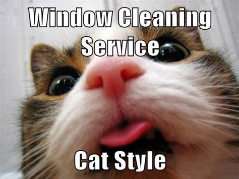 27++ Clean Memes Of Cats - Factory Memes