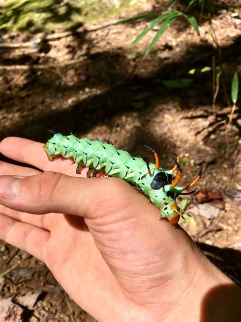 A Hickory Horned Devil caterpillar, the larval Regal Moth (Citheronia