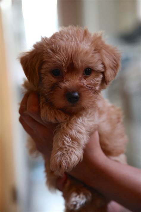Teacup Yorkie And Toy Poodle Mix at Hillary Dodge blog