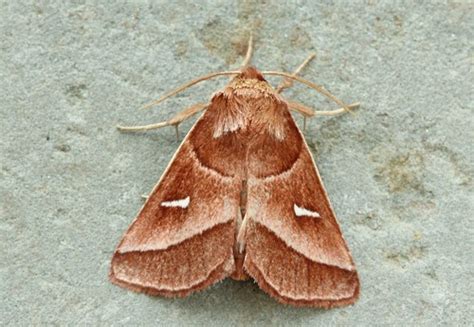 Genus Fagitana · iNaturalist
