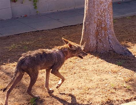 Time to control California’s growing coyote population – San Gabriel ...