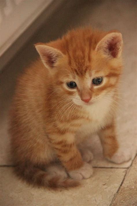 Image Cute Orange Tabby Cats Brown Tabby Cat Orange A - vrogue.co