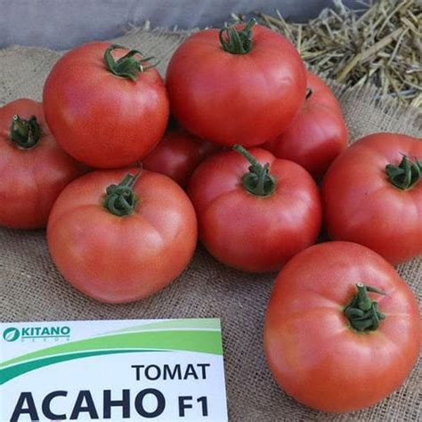 Семена томата Асано F1 / Asano F1 500 сем. (Kitano seeds) (ID ...