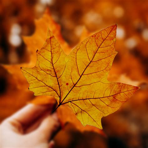 park lawn completes divestiture   legacy assets park lawn