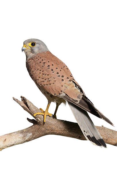 930+ Eurasian Kestrel Photos Stock Photos, Pictures & Royalty-Free ...