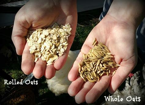 Whole Oats versus Rolled Oats – Happy Days Farm