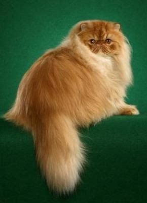 Name that breed and class! Flashcards | Quizlet
