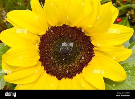 full face   common sunflower helianthus annuus   dark