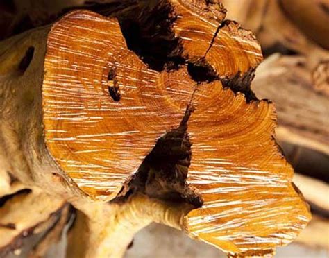 Sandalwood Australia