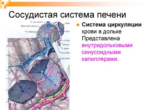 Печень. Развитие печени - презентация онлайн
