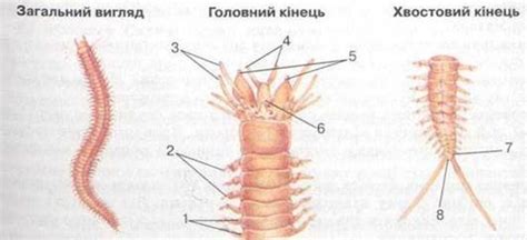 Нереїс - Черви - Зоологія - Каталог статей - Біологія