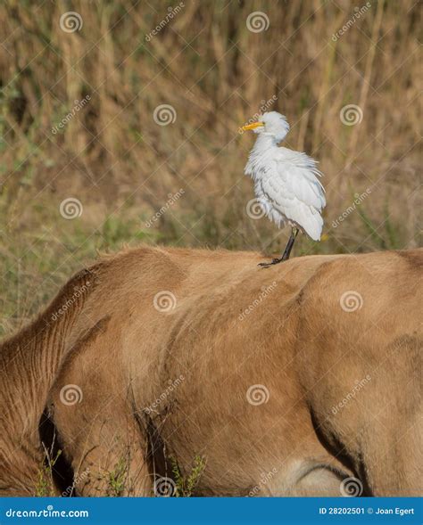 Cattle Egret Bird Royalty-Free Stock Photography | CartoonDealer.com