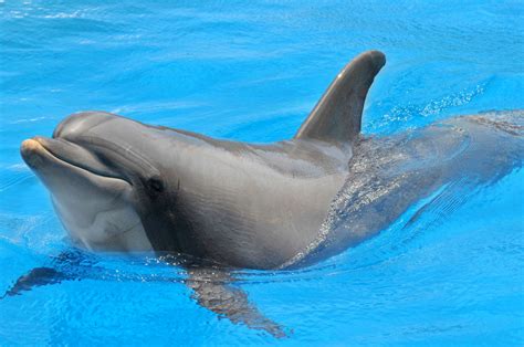 Dolphin
