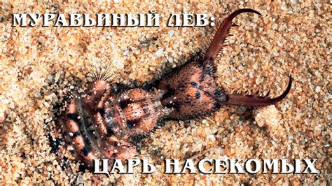 Муравьиный "лев": "Царь" охоты в мире насекомых | Интересные факты про ...