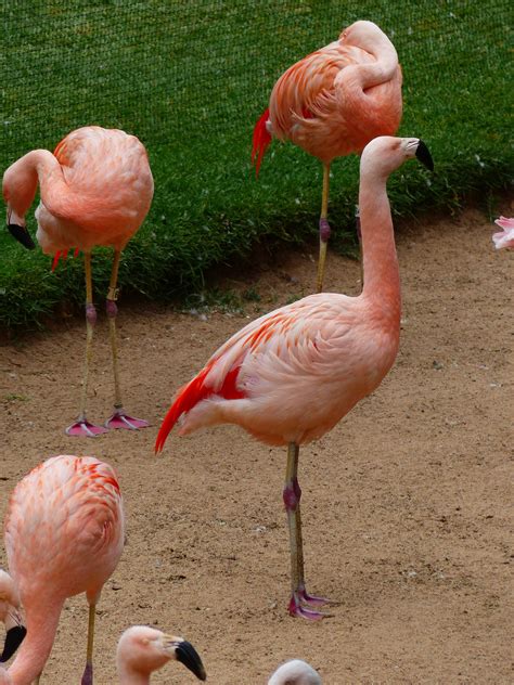 Images Gratuites : faune, zoo, le bec, rose, des oiseaux, flamant ...
