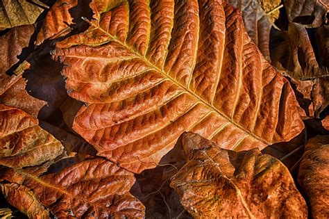 Сухие листья (36 фото) - 36 фото
