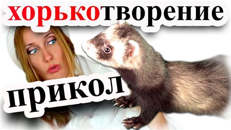 ХОРЕК ПРОТИВ - YouTube
