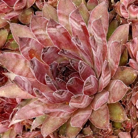 Молодило Exotica, 5 дм, 1 шт - купить по выгодной цене в интернет ...