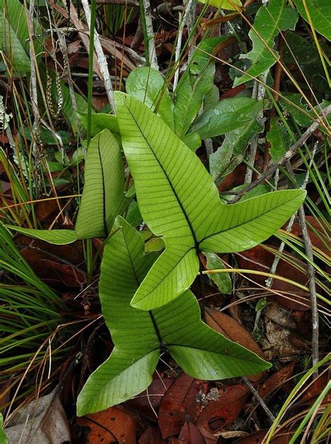1000+ images about Ferns on Pinterest | Ferns for sale, Maidenhair fern ...