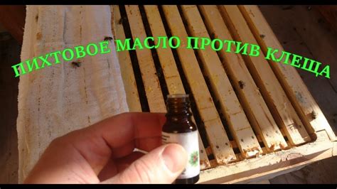 ПИХТОВОЕ МАСЛО ПРОТИВ КЛЕЩА ВАРРОА - YouTube