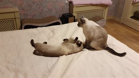 КОТОБЛОГ - YouTube