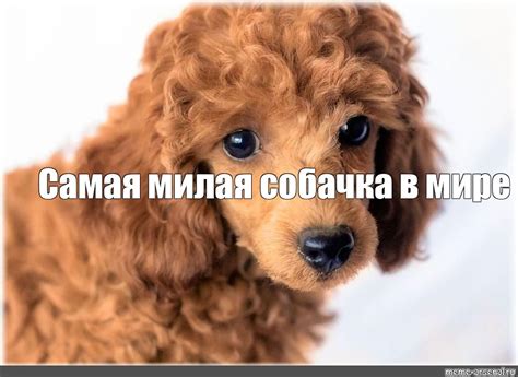 Создать мем "карликовый пудель, мини пудель рыжий, пудель кучерявый ...