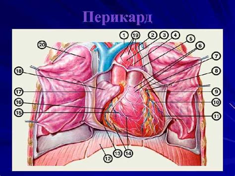 СЕРДЕЧНОСОСУДИСТАЯ СИСТЕМА Сердце соr Расположение сердца