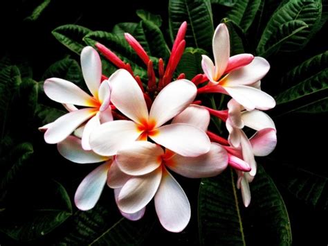 Plumeria in Hawaii - Photorator