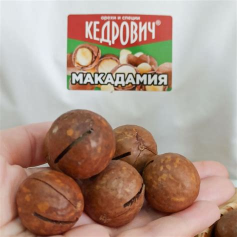 KEDROVICH Орехи макадамия в скорлупе 900 грамм с ключом купить на OZON ...