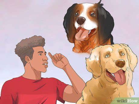 How to Treat Hypothyroidism in Golden Retrievers: 11 Steps