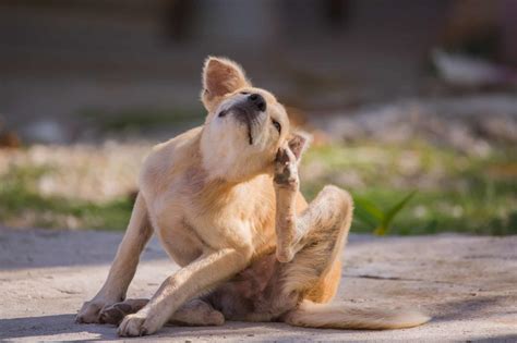 How to Identify and Treat Mites on Your Dog - A-Z Animals