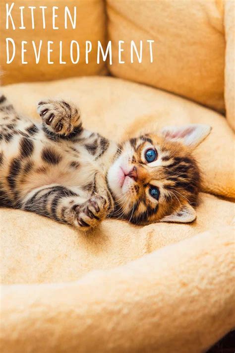 kitten development artofit