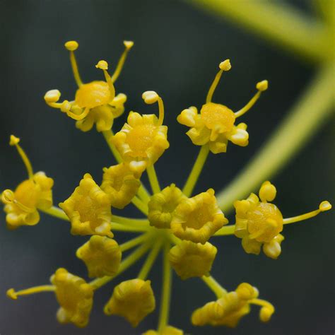 Ferula ovina - Изображение особи - Плантариум