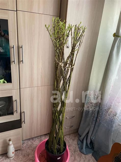 Ива — купить в Красноярске. Декоративные кустарники и деревья на ...