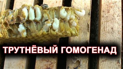 Трутневый гомогенад. - YouTube