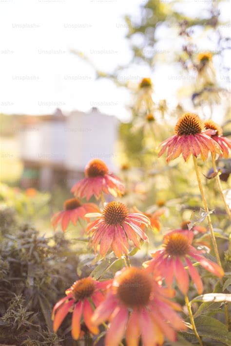 Echinacea Pictures | Download Free Images on Unsplash