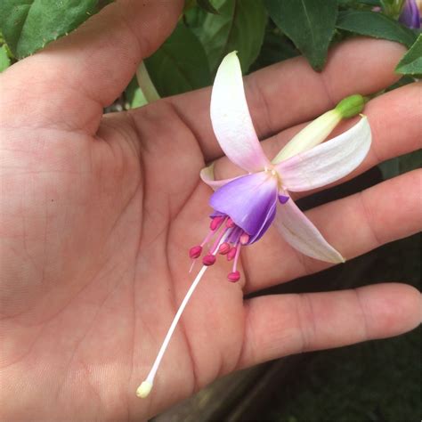 Fuchsia 'Carmel Blue', Fuchsia 'Carmel Blue' - uploaded by @divdiv8