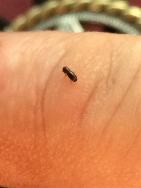 Little Black Bugs In Bathroom