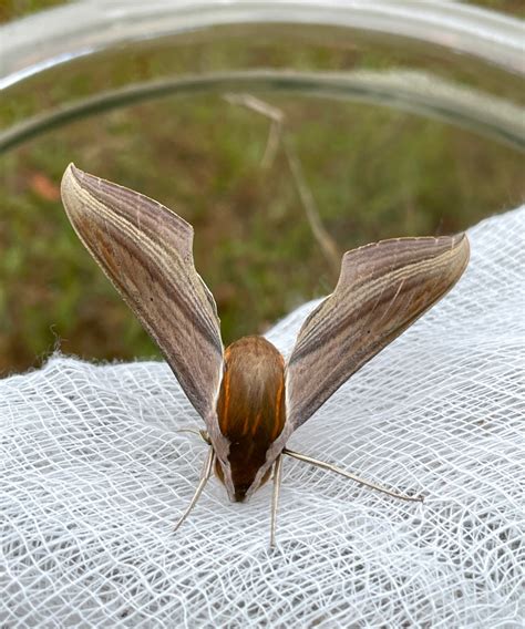 Tersa Sphinx Moth Emerged from Pupa (front head view) on February 19 ...