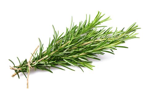 Rosemary Leaf For Skin at Debra Baughman blog