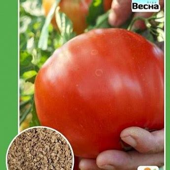 Томат "Снегирь": купить в Одессе, Киеве и Украине - Agro-Market