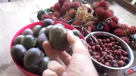 cukup langka  buah khas kalimantan   makin sulit ditemui